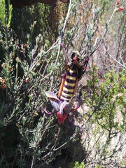 Phymateus morbillosus