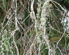 Zosterops lateralis chloronotus