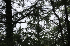 Dendronanthus indicus