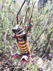 Phymateus morbillosus