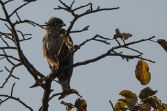 Hieraaetus wahlbergi