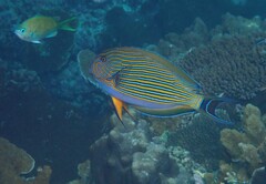 Acanthurus lineatus