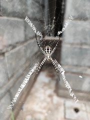 Argiope aemula