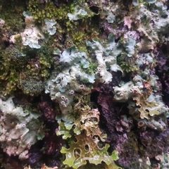 Ricasolia amplissima