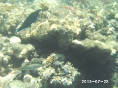 Gomphosus klunzingeri