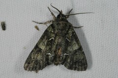 Polyphaenis sericata