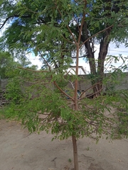 Tamarindus indica