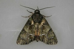 Polyphaenis sericata