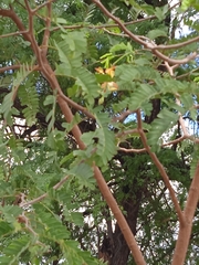 Tamarindus indica