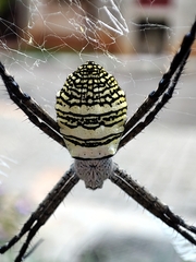 Argiope aemula