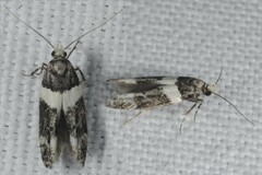 Recurvaria leucatella