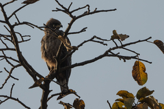 Hieraaetus wahlbergi