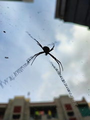 Argiope aemula