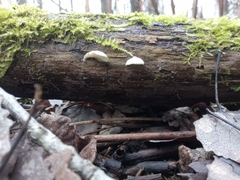 Panellus mitis
