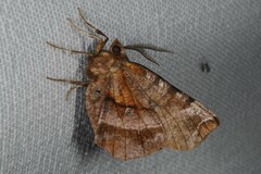 Selenia dentaria