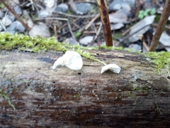Panellus mitis