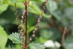 Boehmeria silvestrii
