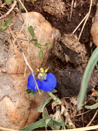 Livingston's Dayflower