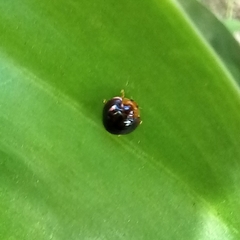 Chilocorus