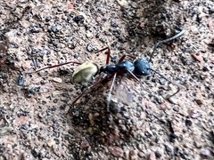 Camponotus suffusus bendigensis