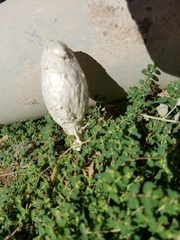 Podaxis pistillaris image