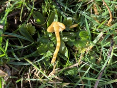 Gliophorus psittacinus