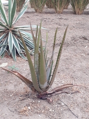 Aloe vera