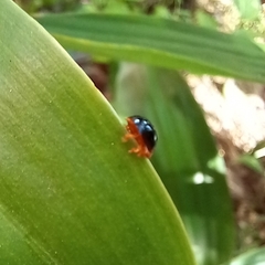Chilocorus