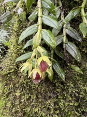Epidendrum megalospathum