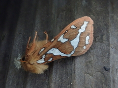 Gazoryctra macilentus