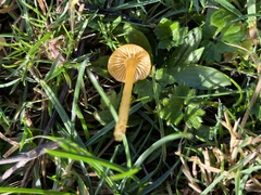 Gliophorus psittacinus