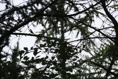 Dendronanthus indicus