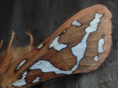 Gazoryctra macilentus