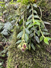 Epidendrum megalospathum