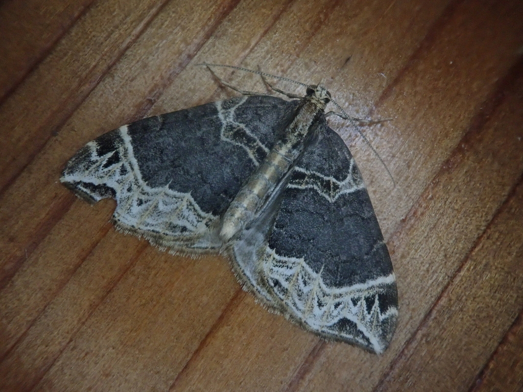 Ecliptopera pryeri