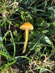 Gliophorus psittacinus