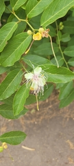 Cynophalla