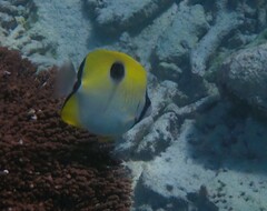 Chaetodon unimaculatus