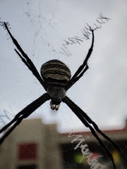 Argiope aemula