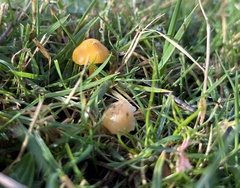 Gliophorus psittacinus