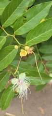 Cynophalla