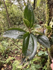 Miconia plethorica