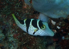 Canthigaster valentini