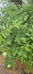 Cynophalla