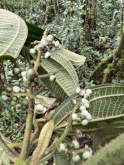 Miconia plethorica