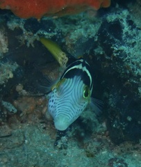 Canthigaster valentini