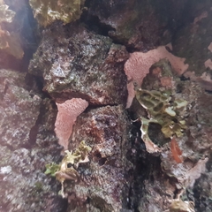 Haploporus tuberculosus