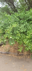 Cynophalla