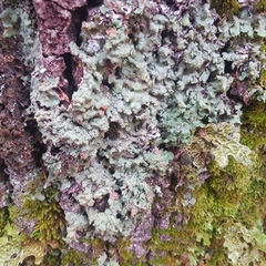 Ricasolia amplissima