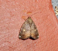 Amyna axis